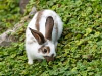 Kaninchen weißbraun